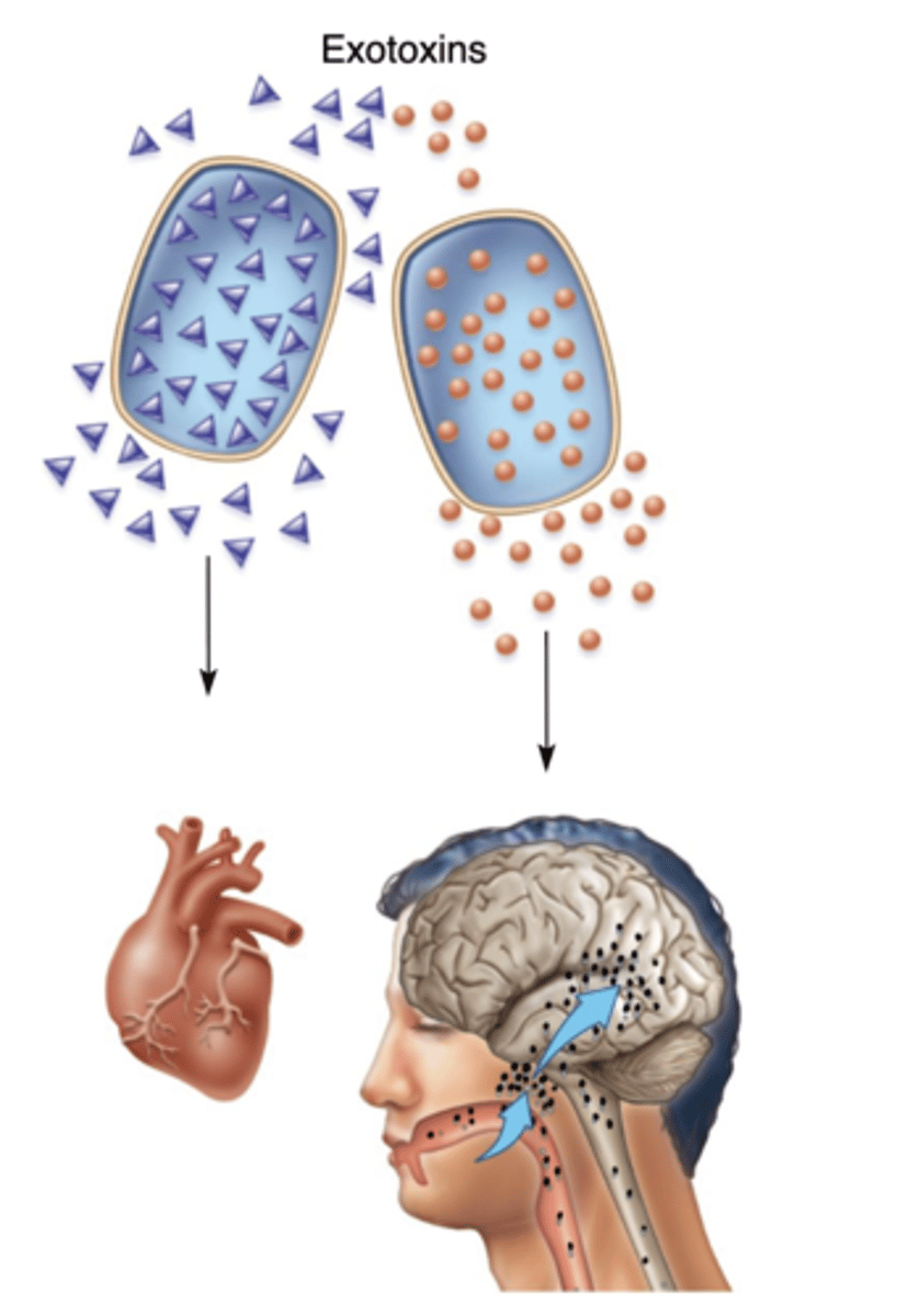 <p>Target organs are damaged; heart, muscles, blood cells, intestinal tract show dysfunctions.</p>