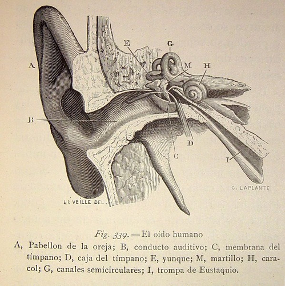 <p>the (sense of) hearing; inner ear</p>