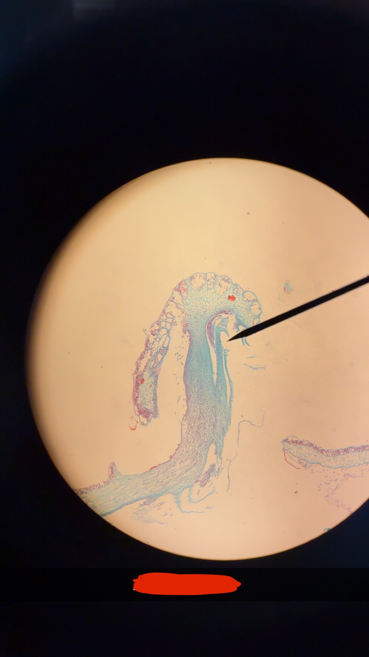 <p>What phylum</p>
