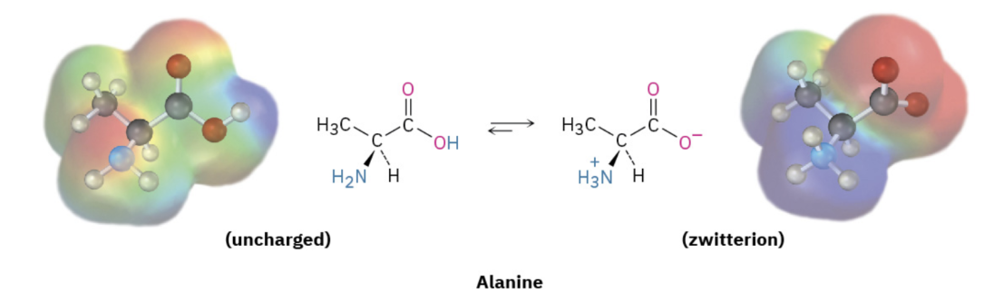 <p><span><span>a neutral molecule that contains both a positive and negative charge</span></span></p><p></p>