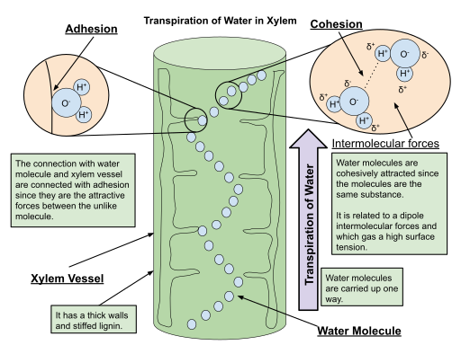 <p>Xylem tissue is used to transport water from roots to leaves in plants. </p>