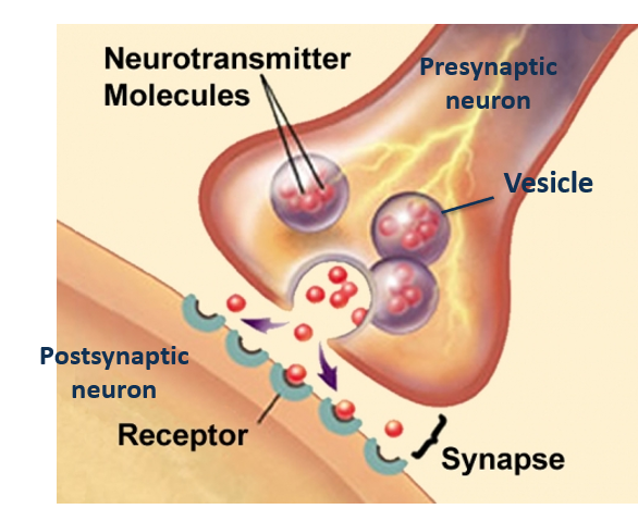 <p>Synapse receptors are specialized proteins located on the postsynaptic membrane that bind neurotransmitters released from the presynaptic neuron, allowing for the transmission of signals across the ________.</p>