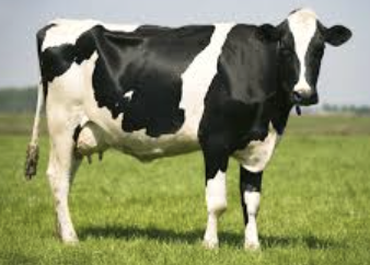 <p>What bovine breed is this? </p>