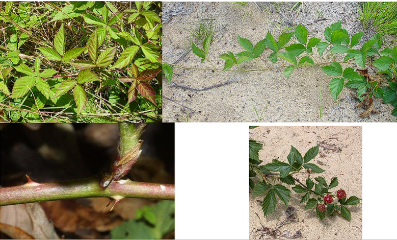 <p>Upland Dewberry</p>