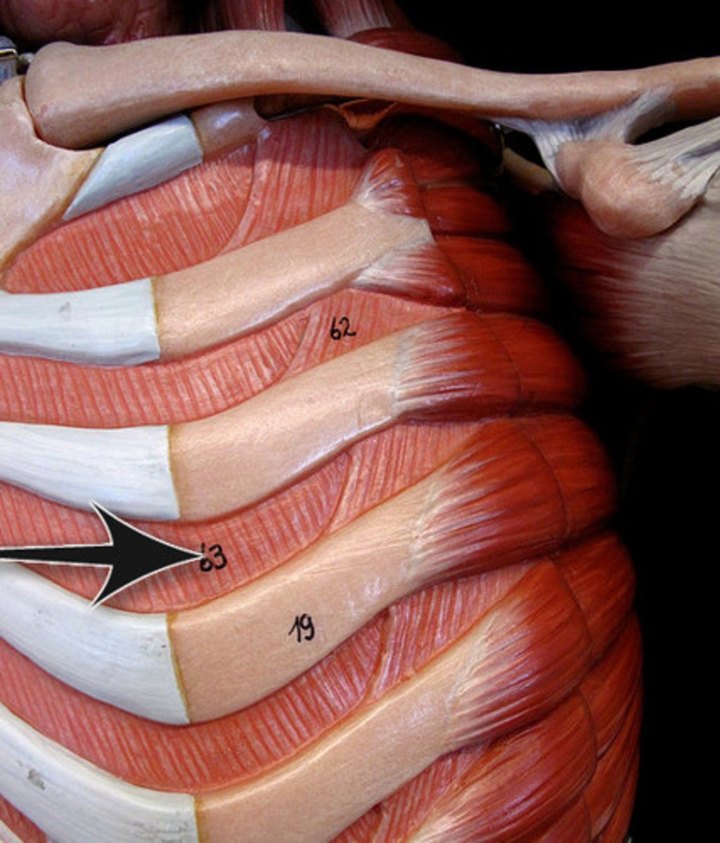 <p>start at sternum but do not go to vertebrae</p>