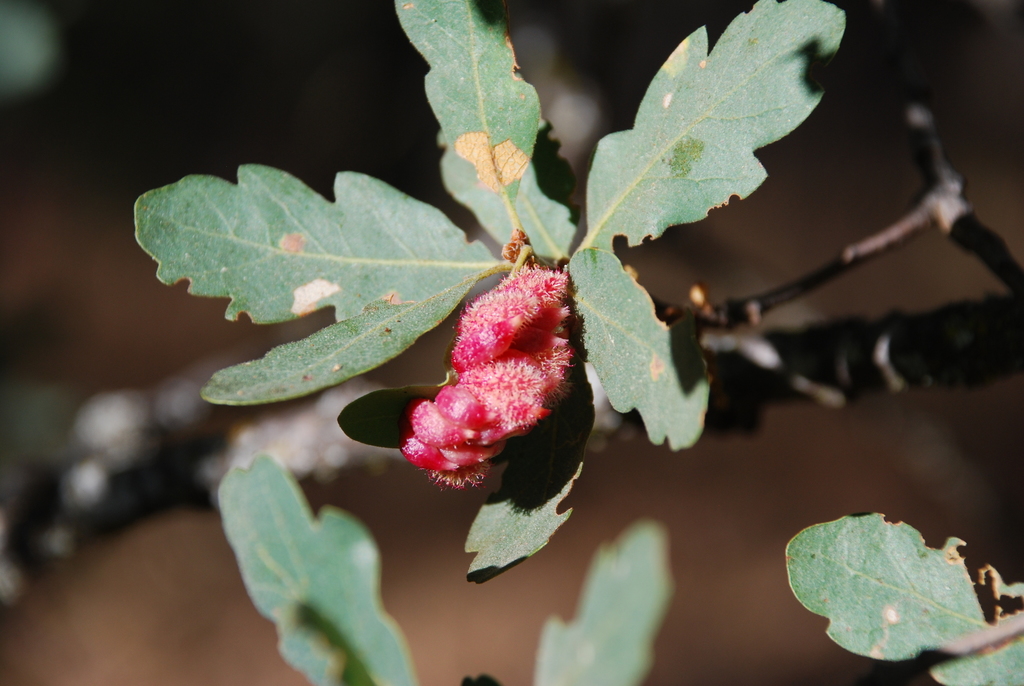 <p>Name this tree (scientific + common name)</p>