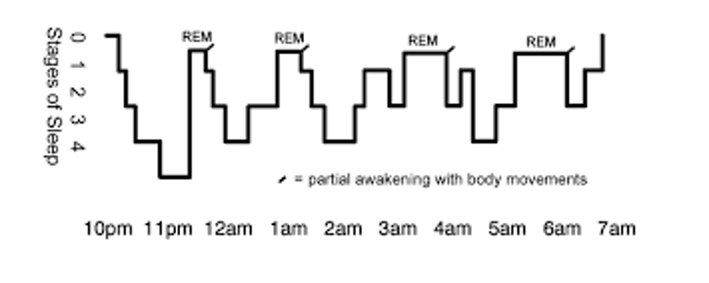 <p>(C) 90</p><p>A Human's brain goes through 4 main stages during sleep. These stages occur in 90 minute cycles during a normal night of sleep.</p>