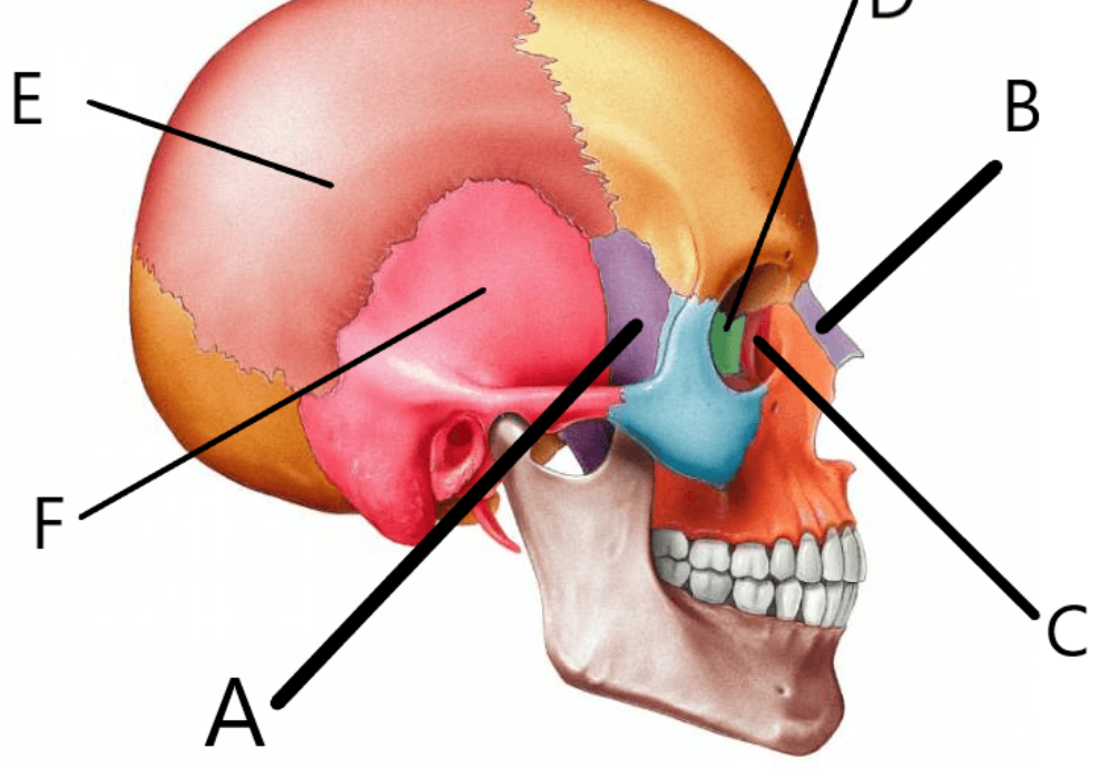 <p>identify bone c </p>