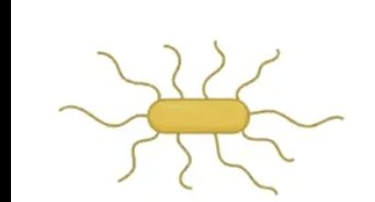 <p>What flagella arrangement is this </p>