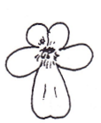 <p>Shape of flower?</p>