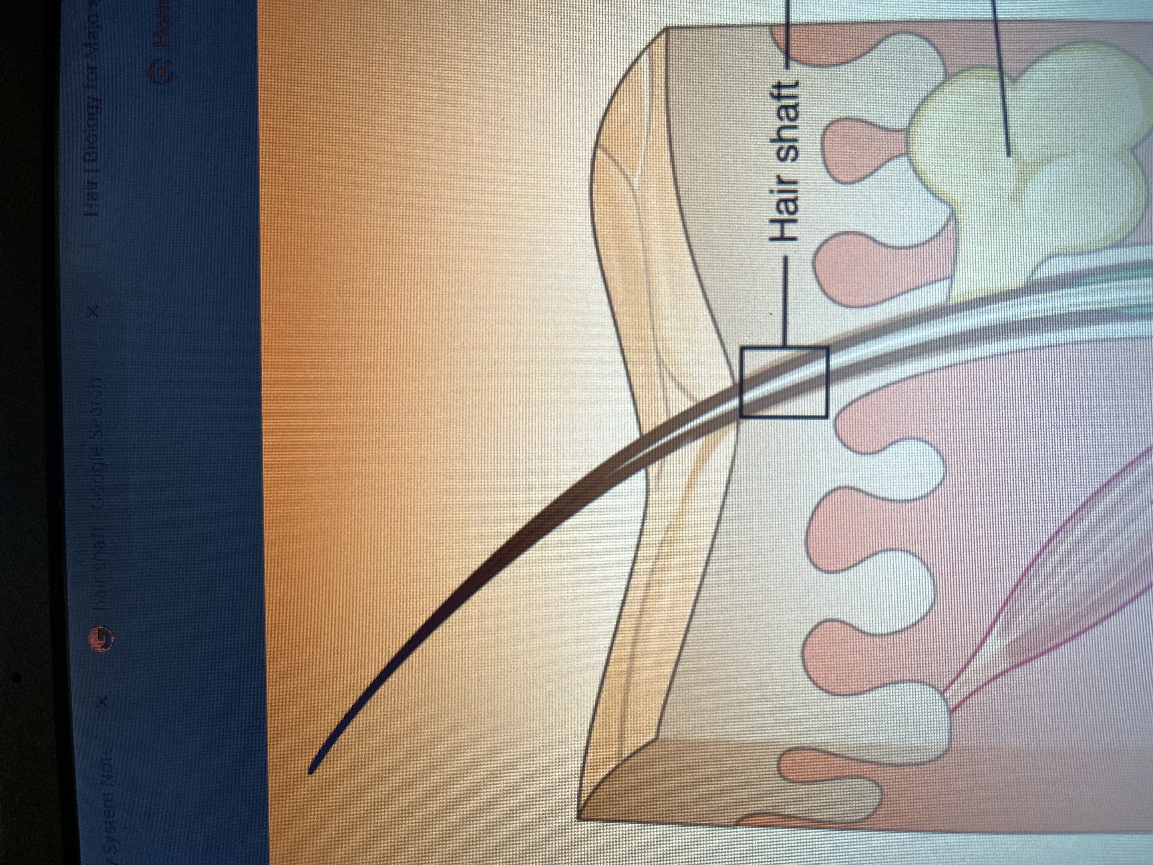 <p>The portion of a hair that extends above the skin surface; the visible part of the hair.</p>
