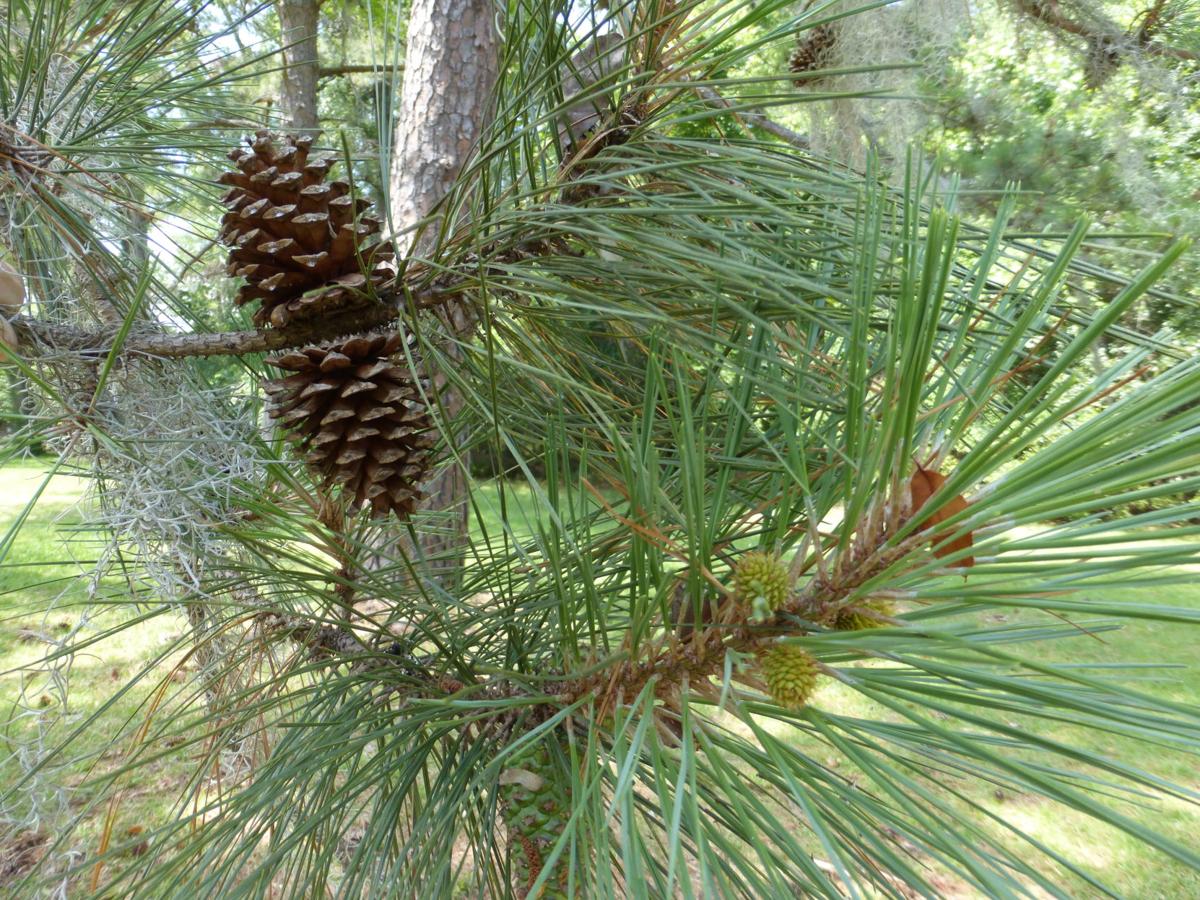 Loblolly pine