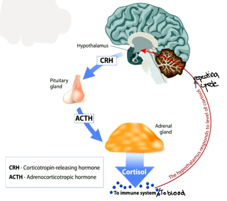 <ul><li><p>Hypothalamic-Pituitary-adrenal Axis →stress response system and part of endocrine system</p></li><li><p>Linked to fear but large individual differences</p></li><li><p>can have positive effects: increased focus performance generally</p><p></p></li></ul>