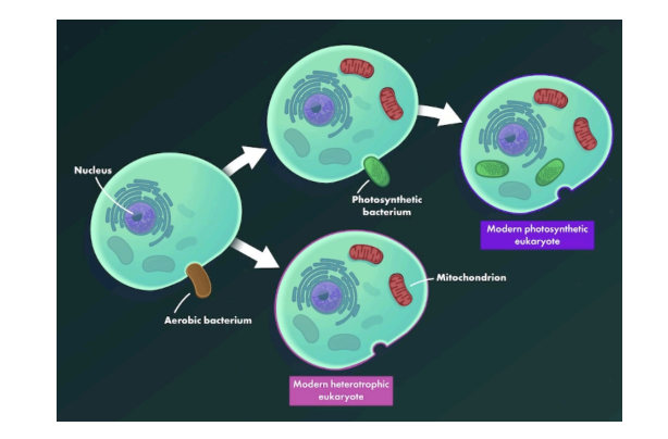 <p>Endosymbiotic Theory</p>