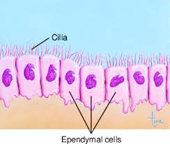 <p>secrete and circulates <strong>cerebrospinal fluid </strong></p><ul><li><p>line internal cavities of brain</p></li></ul><p></p>
