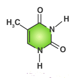 <p>What Nitrogenous base</p>