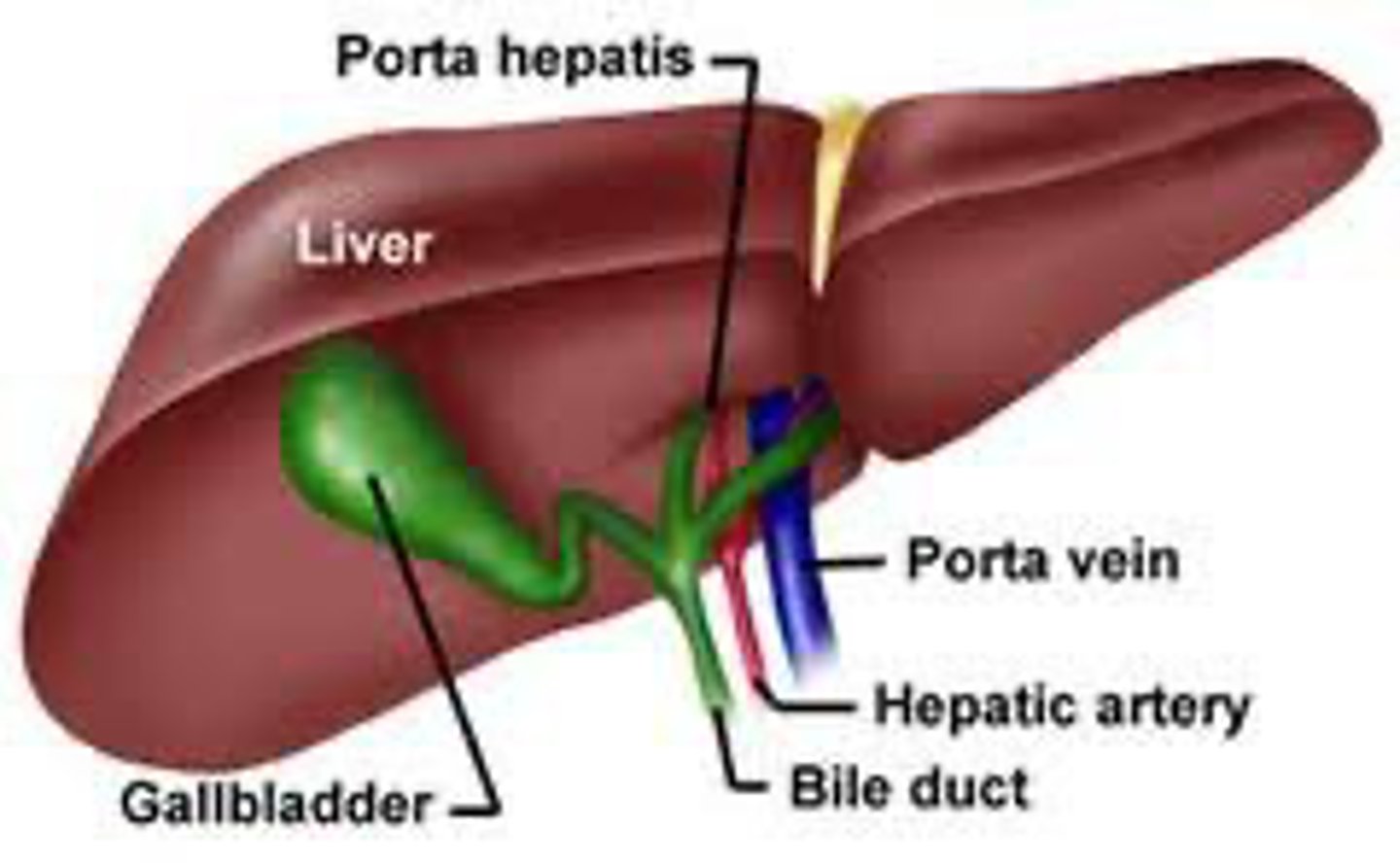 <p>After receiving bile, the bile ducts enlarge and fuse to form the hepatic ducts (have stratified epithelium of cholangiocytes, transport bile out of the liver at the porta hepatic)</p>