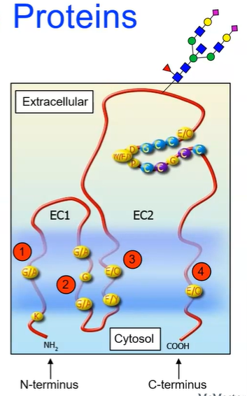 <p>super family of membrane proteins found in all multicellular eukaryotes</p><ul><li><p><strong>four</strong> transmembrane alpha-helices</p></li><li><p><strong>two</strong> extracellular domains</p><ul><li><p>one short (EC1)</p></li><li><p>one long (EC2)</p></li></ul></li><li><p>can be <strong>glycosylated</strong> (attachment of a carbohydrate molecule) on the long extracellular</p></li><li><p>plays a role in: cell adhesion, motility, proliferation, etc</p></li></ul><p></p>