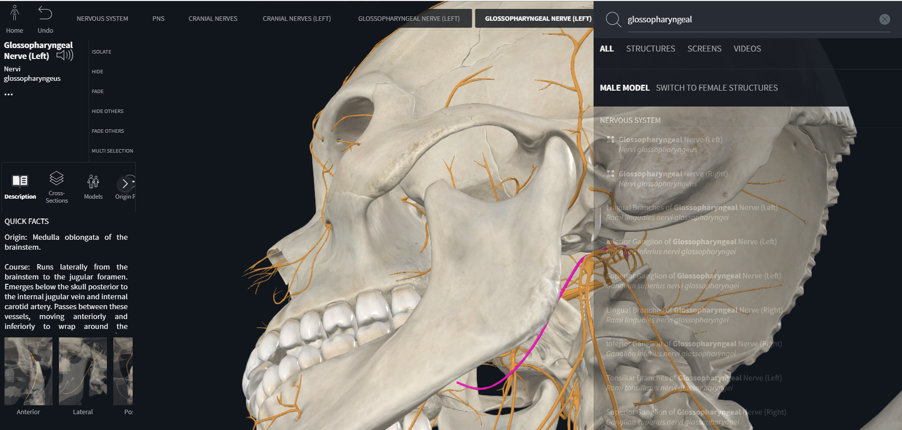 <p>Glossopharyngeal (IX)</p>