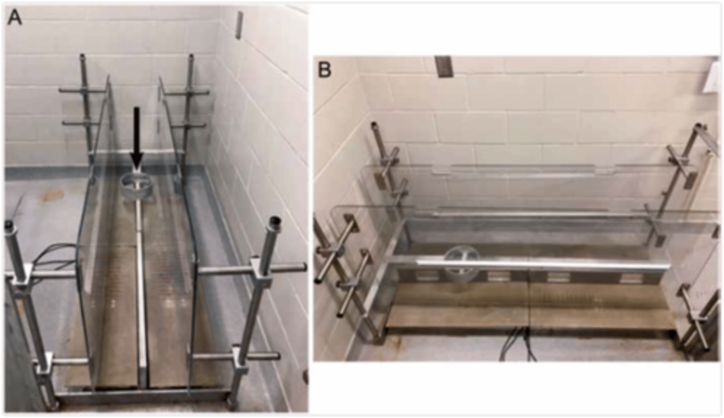 <p>What is this piece of equipment?</p><p>a.Scale</p><p>b.Forced plate apparatus</p><p>c.Metabolic cage</p><p>d.Panepinto sling</p>