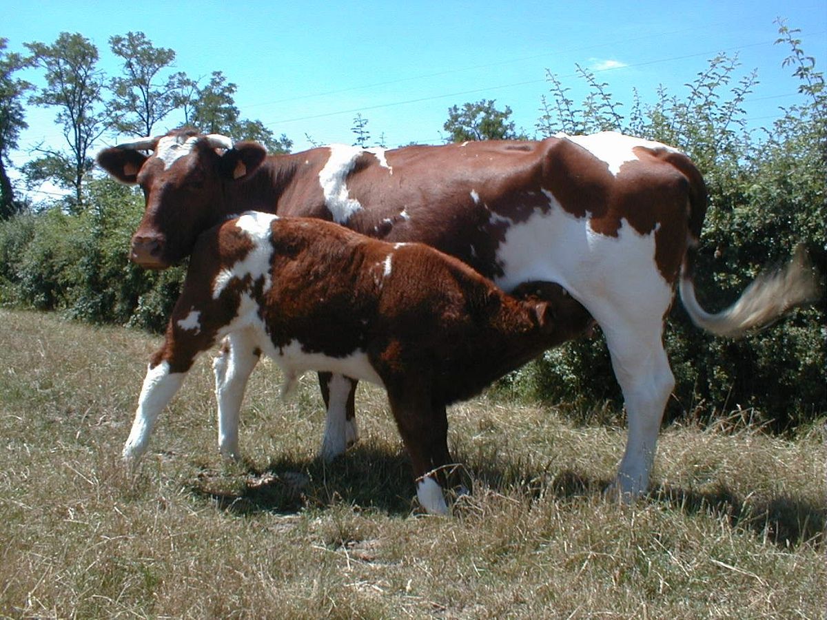 <p>france, large but late maturing, high birth weight issues, large rib eye area, show steer industry</p>