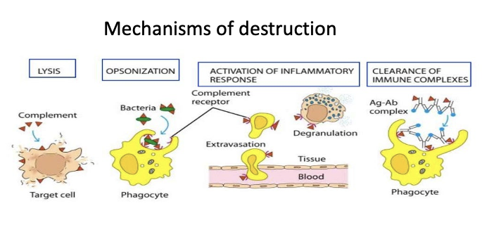 <ul><li><p>a cascade of plasma proteins in innate and adaptive immunity </p></li><li><p>they are produced in the liver but circulate the blood which helps destroy pathogens </p></li><li><p>activation of immune cells</p></li><li><p>bridge between innate and adaptive immunity </p></li></ul><p></p>