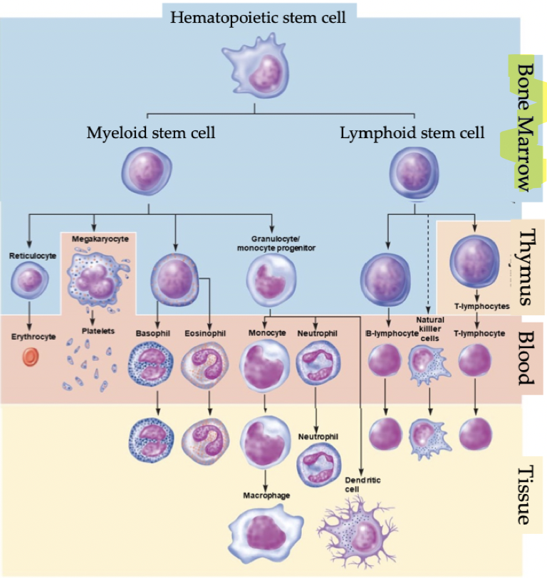 <p>Creation of new blood cells. Process begins with a multi-potential stem cell in the bone marrow of adults (or liver in fetus). Multi-potential stem cell can give rise to any and all blood cells; initial division into either</p><ol><li><p>Myeloid cell creates a common myeloid progenitor (CMP) via Myelopoiesis</p></li><li><p>Lymphoid cell creates a common lymphoid progenitor (CLP) via Lymphopoiesis</p></li></ol>