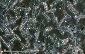 <p>The dead remains of diatoms in the form of their shells eventually add up to create</p>