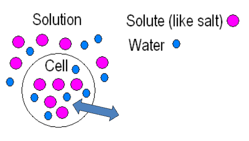 <p><span style="background-color: transparent;">The solute and water concentrations are the same inside and outside the cell.</span></p>