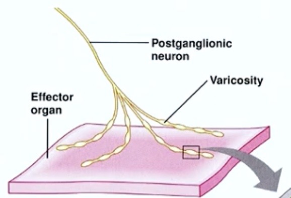 <p><strong>Varicosities</strong> !!</p>