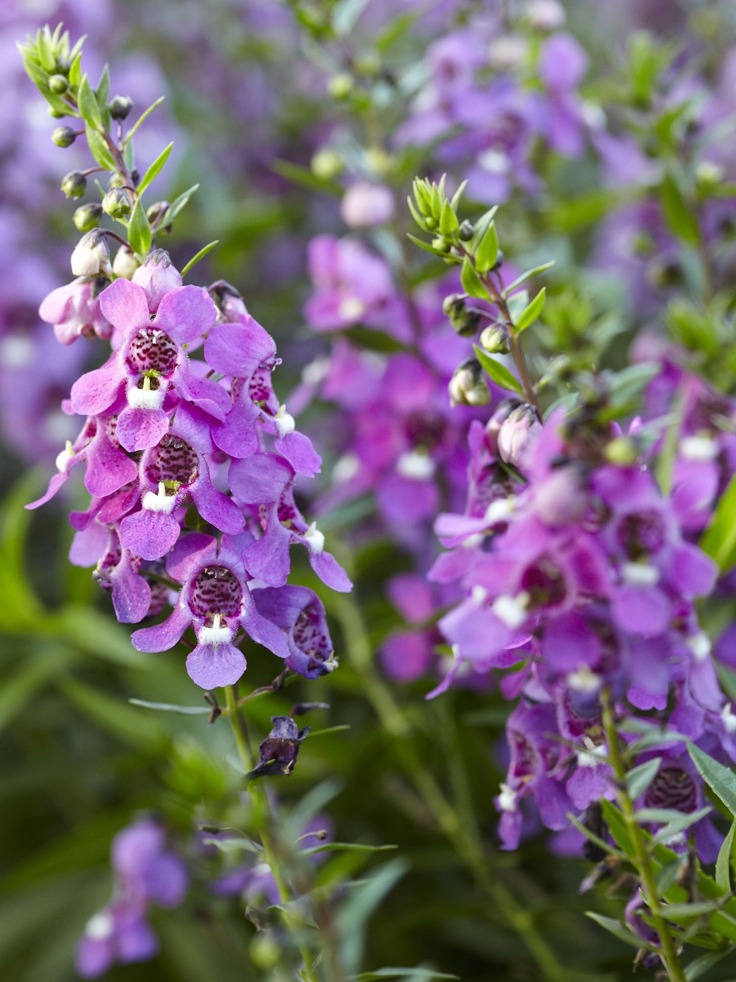 <p>Angelonia</p>