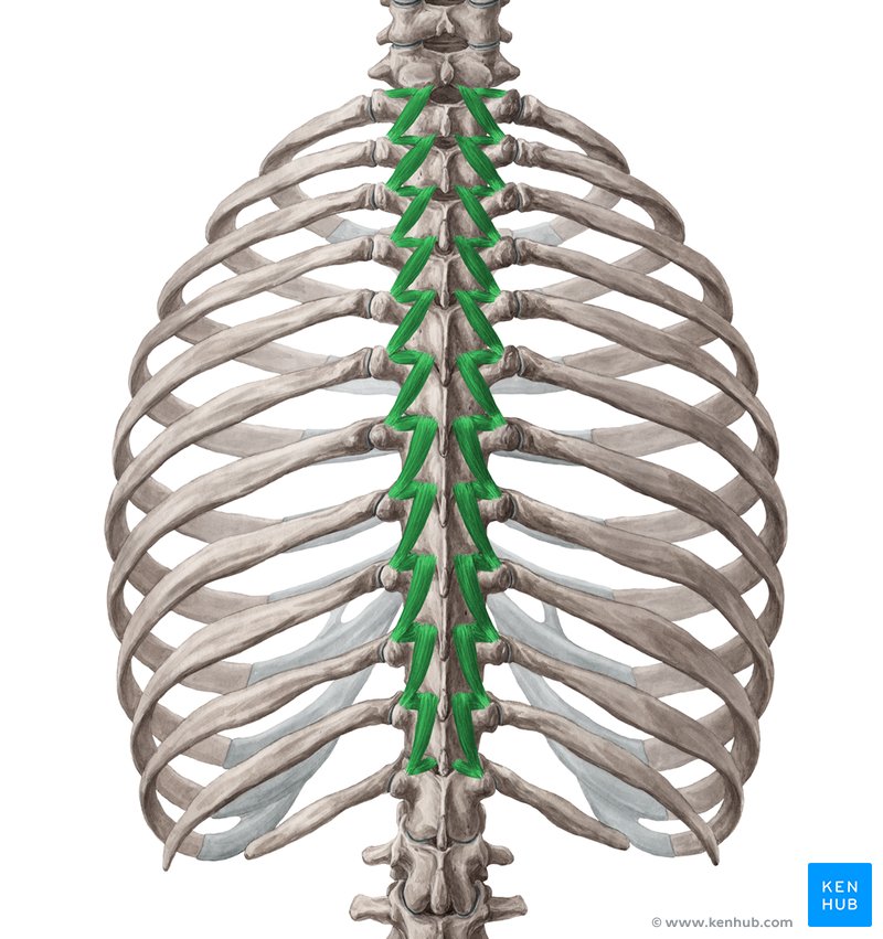 <p>what msucle is this </p><p>transverse processes to transerse or spinous process</p><p>stablize vertebra and assist with local extension and rotatory movements </p>