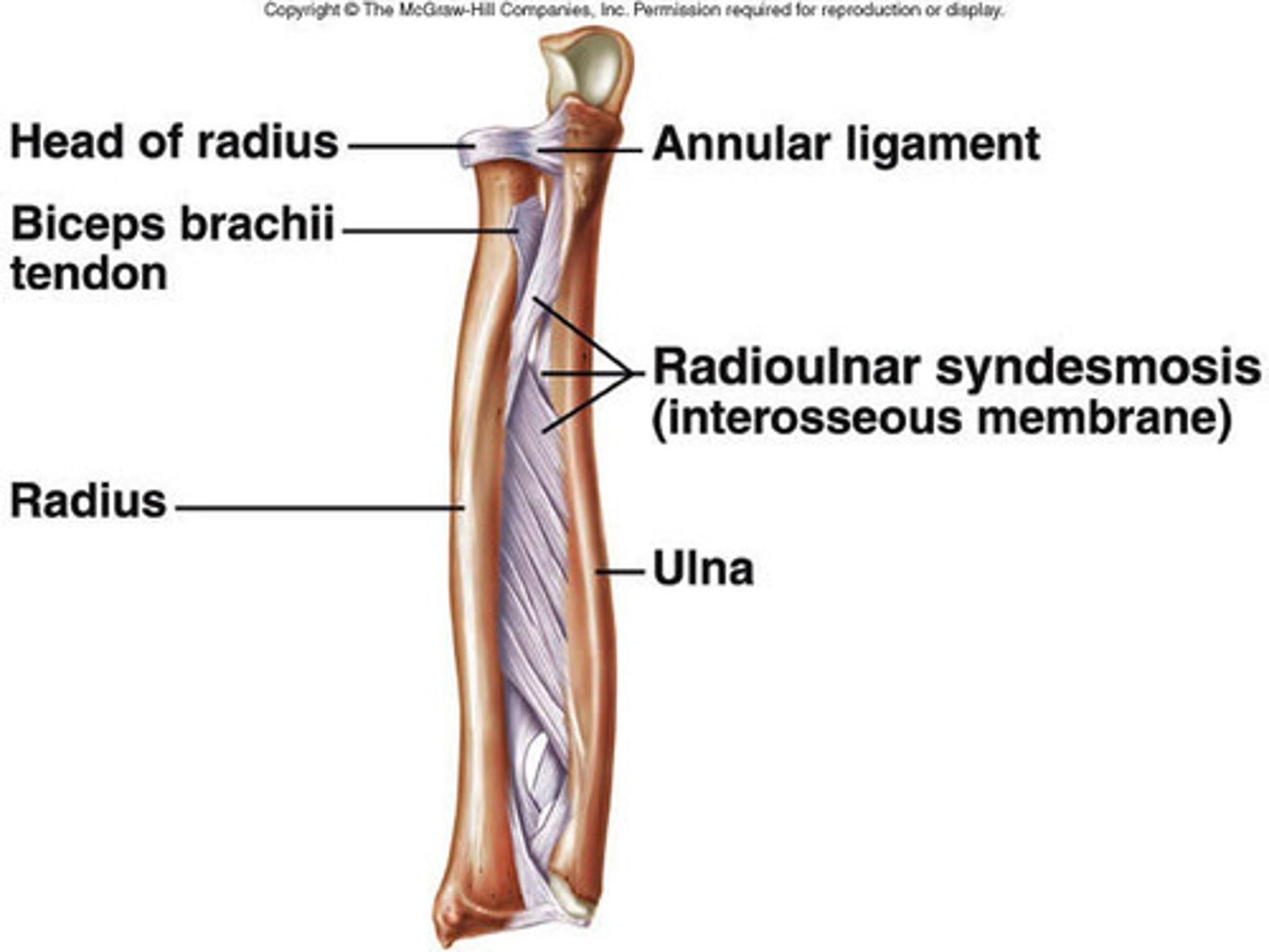 <p>Joint held together by a ligament. Fibrous tissue can vary in length, but is longer than in sutures.</p>