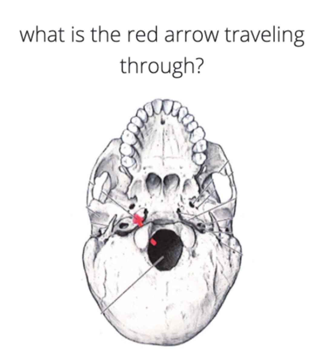 knowt flashcard image