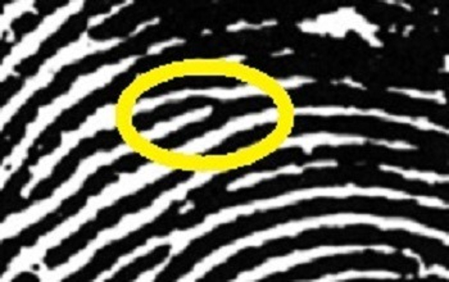 <p>A ridge that splits in 2</p>