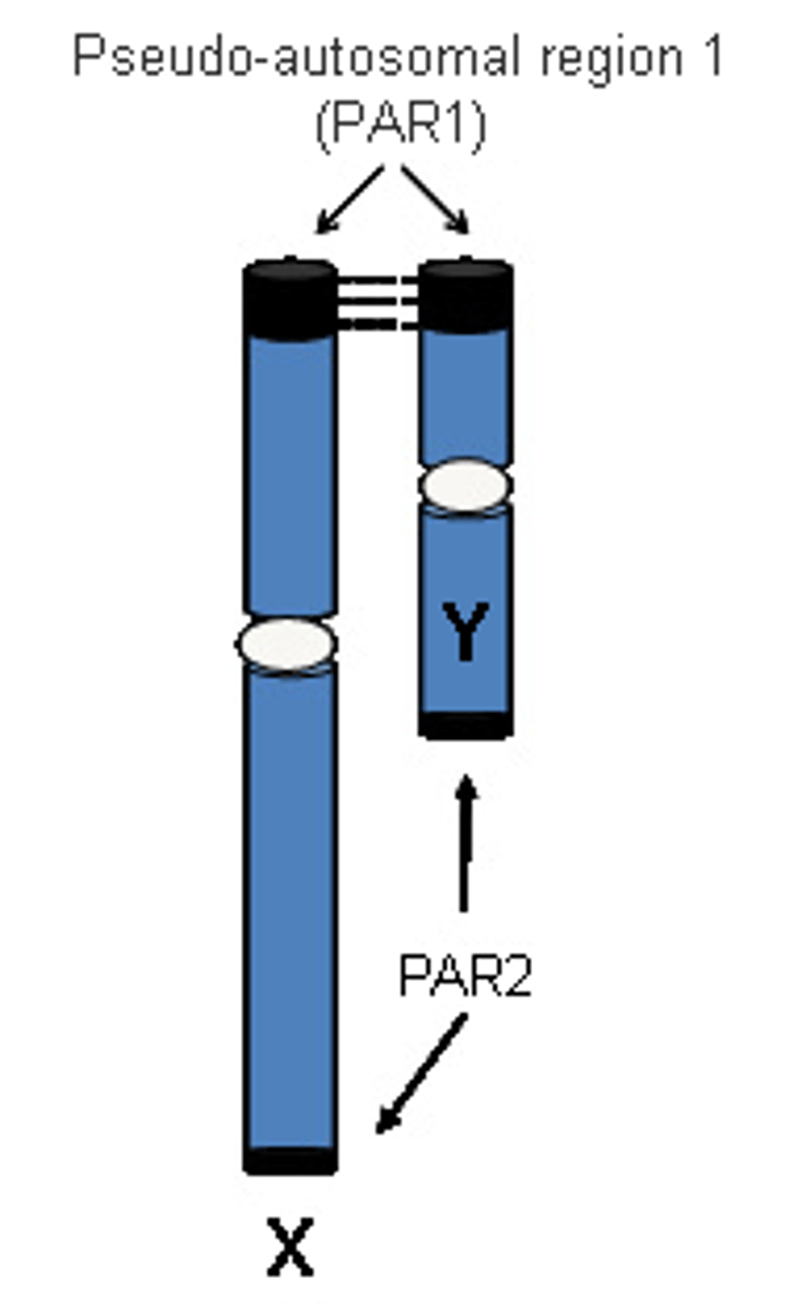 <p>It is a region on sex chromosomes where crossover can occur between X and Y Chromosomes without it being problematic for sex determination in humans.</p>