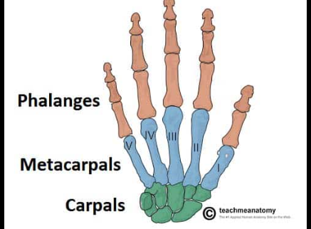 <p>The long bones in the hand that connect the wrist to the fingers, facilitating movement and support. </p>
