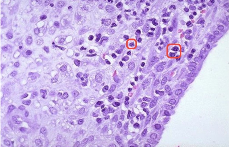 <p>A- identify</p><p>B- describe</p><p>C- identify the marked structure</p>