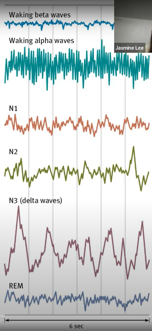 * about every 90 min, you cycle through distinct sleep stages (for younger adults)
* as night wears on, deep N3 sleep grows shorter and disappears. REM and N2 sleep periods get longer
