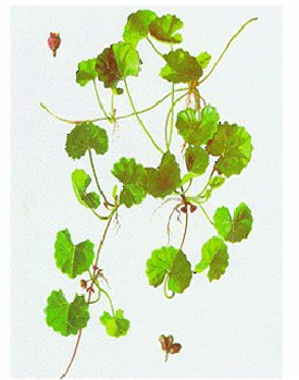 <p>BFD - Centella asistica</p>