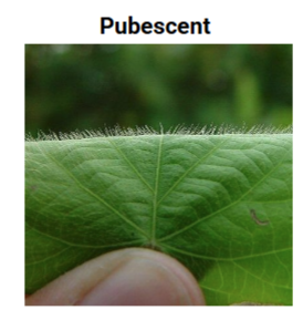<p>Pubescent </p>