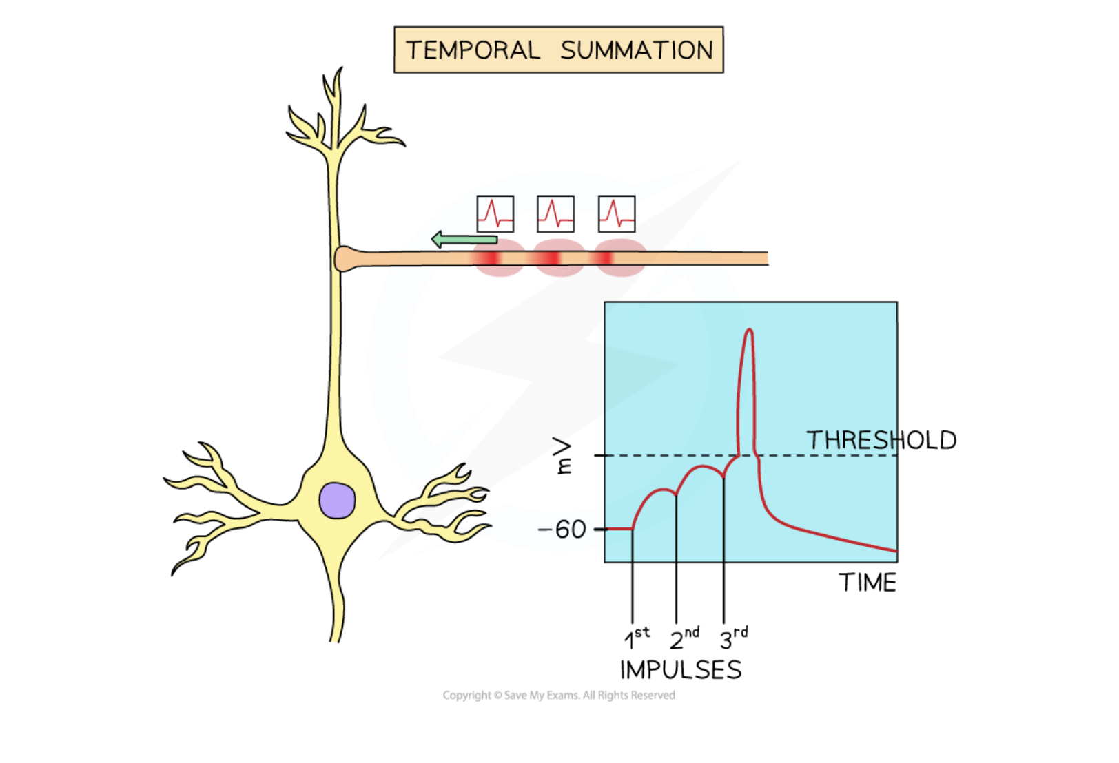 <p>Same neurone carries out multiple impulses within quick succession so effect can be added together to generate an action potential.</p>