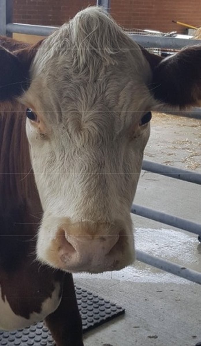 <p>Red with white face, usually thicker coat. Genetically selected to be polled (lack horns)</p>