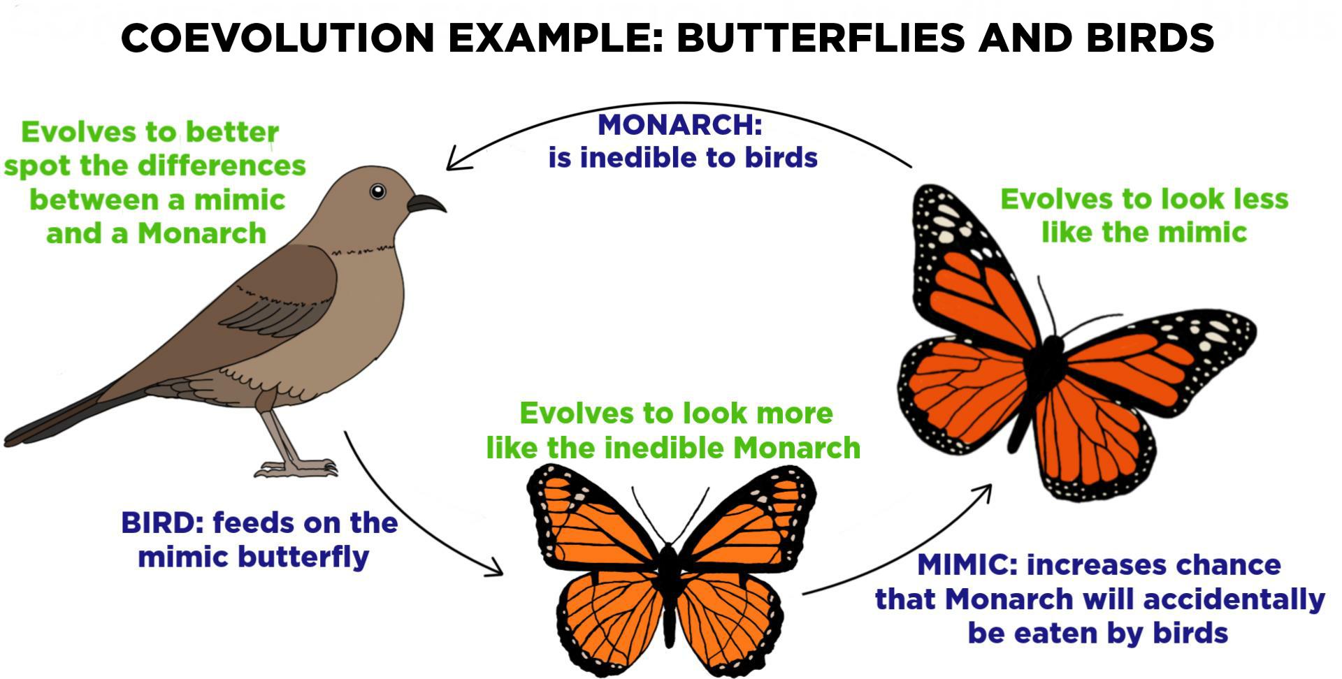 <p>when species become interconnected and cause each other to evolve</p>