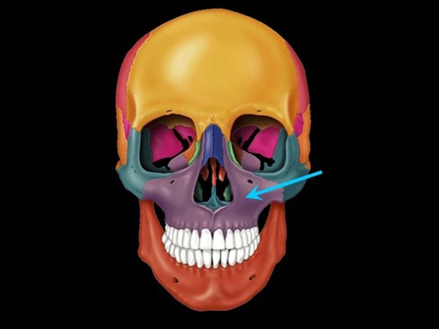 <p>The jaw or jawbone, specifically the upper jaw in most vertebrates. In humans it also forms part of the nose and eye socket.</p>