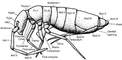 <p>Forked mouthpieces, a furcula (like a leg-looking thing) for jumping, segmented, six legs, Class Entognatha, springtails</p>