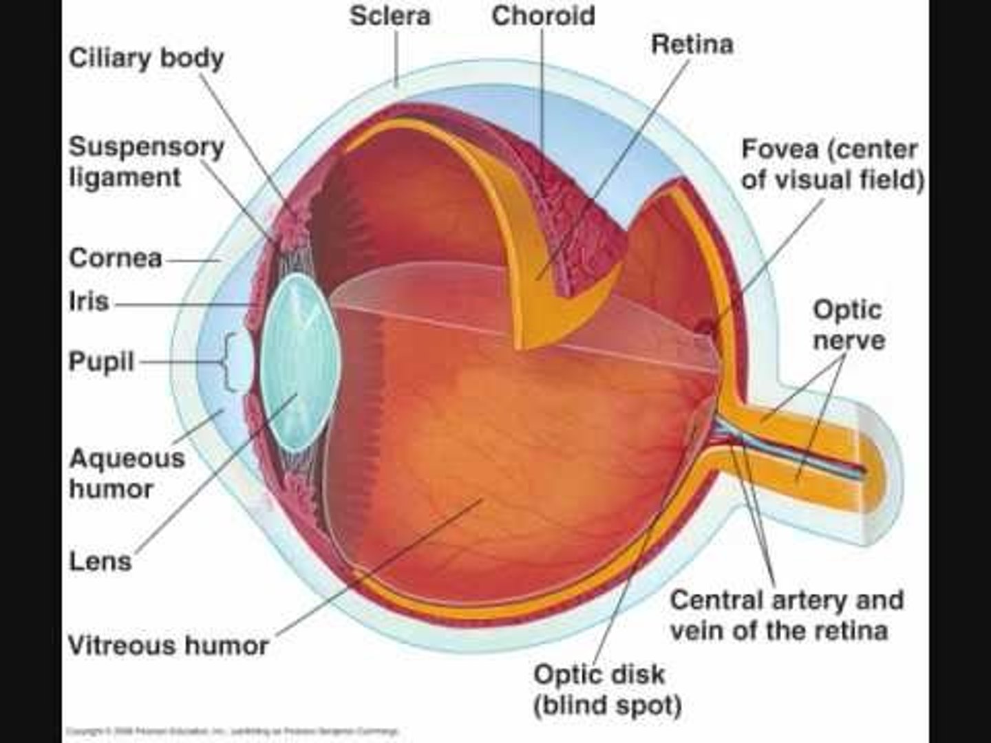 <p>KNOW YOUR EYE PARTS AND FUNCTIONS</p>
