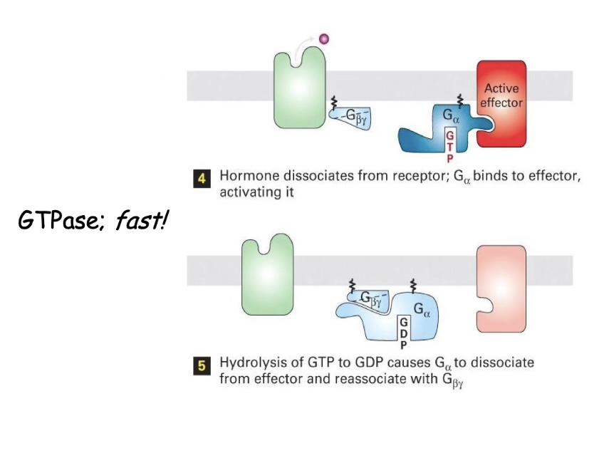 <ul><li><p><strong>GTP-bound G-alpha subunit</strong> dissociates from beta &amp; gamma</p></li><li><p>G-alpha <strong>activates effector enzyme</strong> (e.g., adenylyl cyclase)</p></li><li><p>Effector stays active <strong>while G-alpha is bound with GTP</strong></p></li><li><p><strong>Intrinsic GTPase</strong> of G-alpha hydrolyzes GTP → GDP</p></li><li><p>G-alpha becomes <strong>inactive</strong>, releases effector</p></li><li><p>G-alpha <strong>rejoins</strong> beta/gamma subunits → signal is off</p></li></ul><p></p>