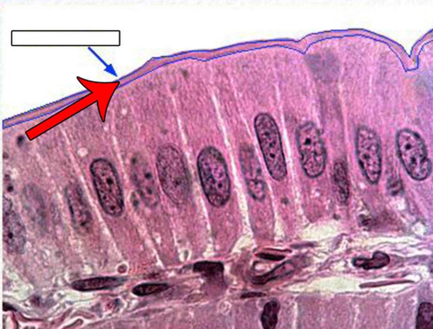 <p>Many microscopic projections on each epithelial cell of a villus that are exposed to the intestinal lumen.</p>