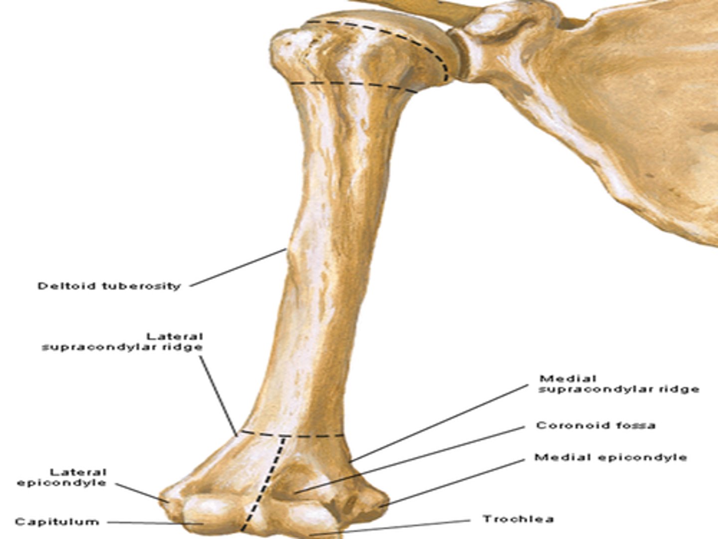 <p>End distally as the medial and lateral epicondyles, involved in muscle attachment</p>